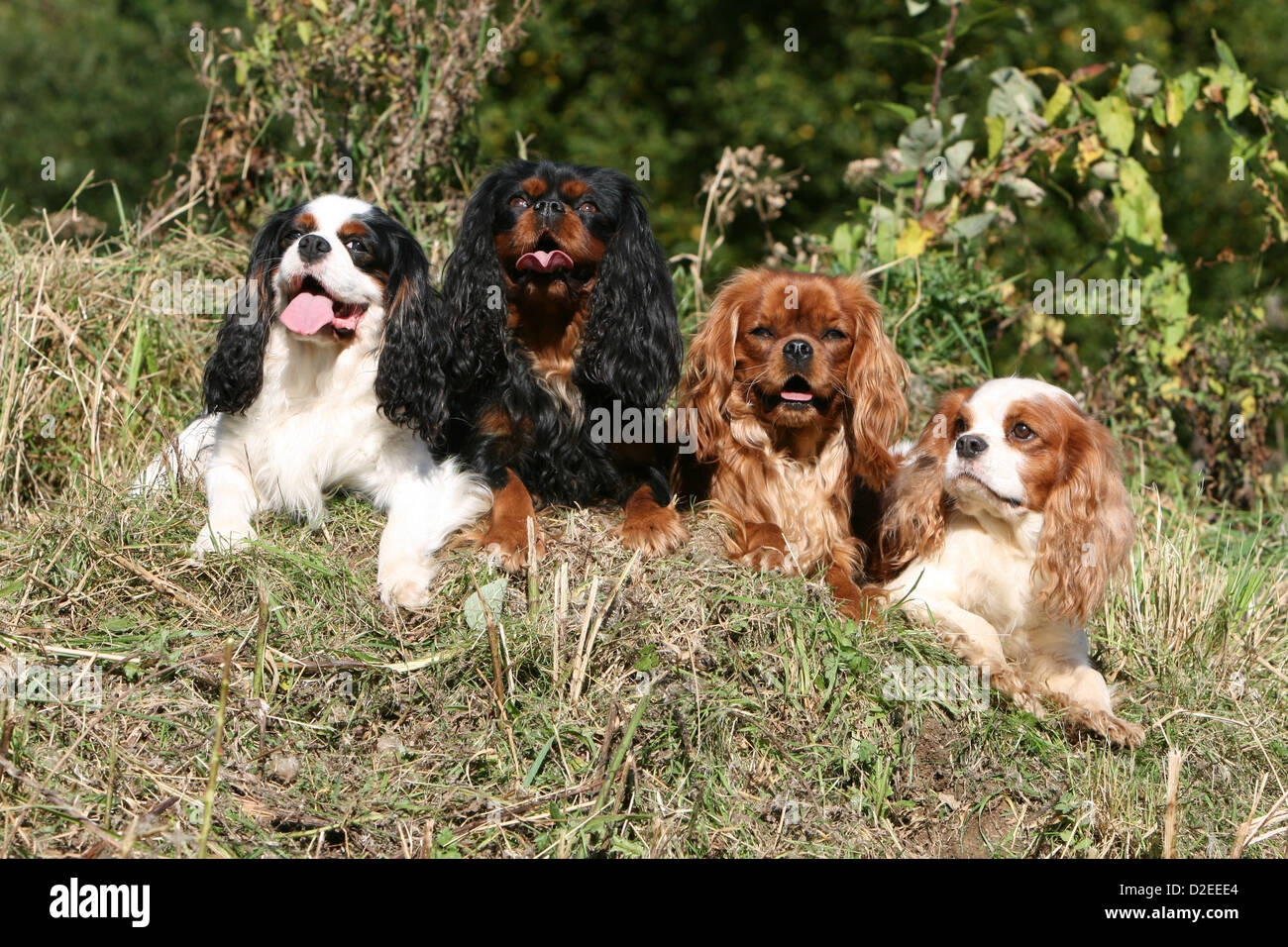 Dog Cavalier King Charles Spaniel Four Adults Different Colors tricolor Black And Tan Ruby And Blenheim Lying In A Meadow Stock Photo Alamy Dog Cavalier King Charles Spaniel Four Adults Different Colors tricolor Black And Tan Ruby And Blenheim Lying In A Meadow Stock Photo Alamy