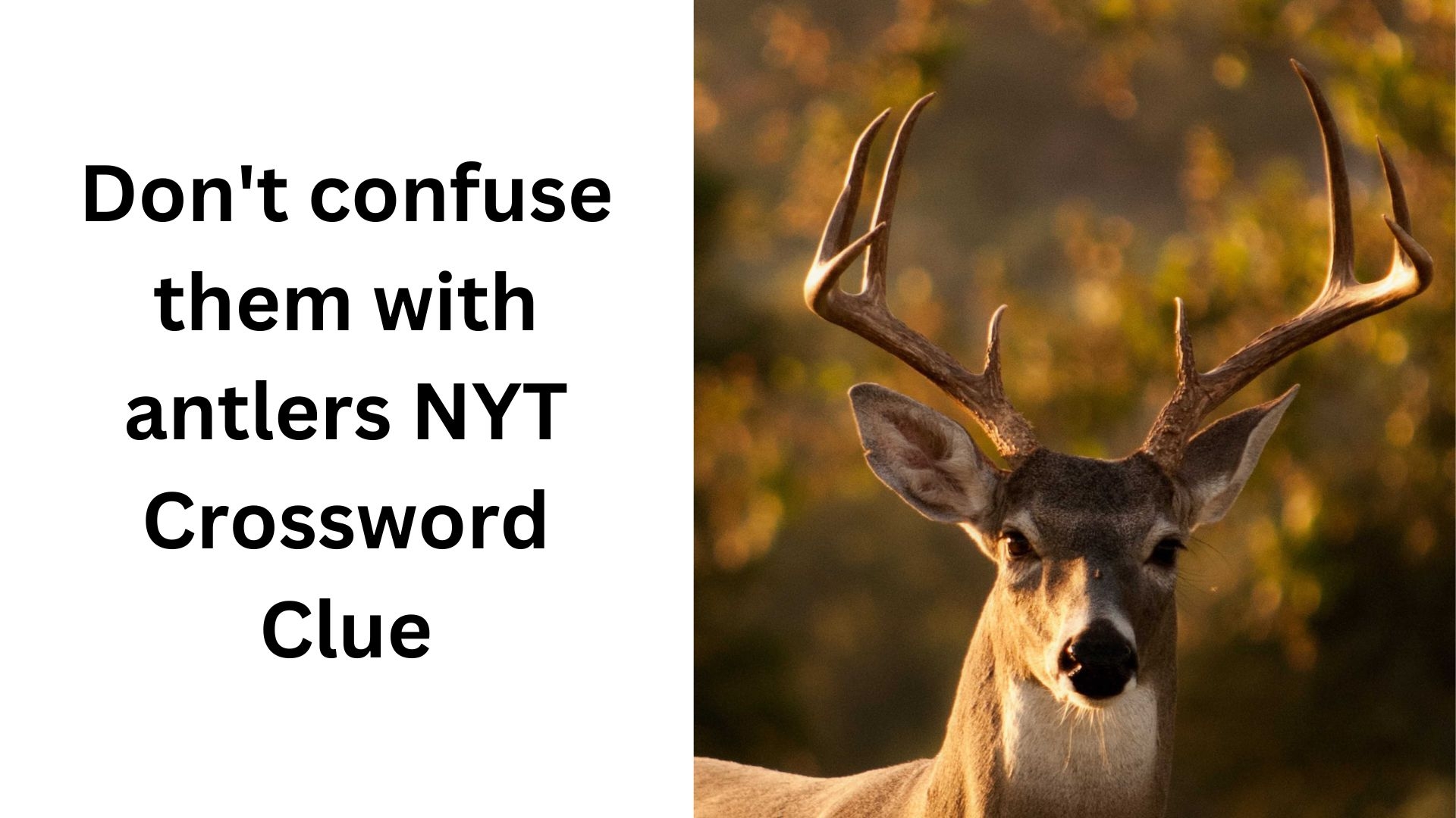 Don t Confuse Them With Antlers NYT Crossword Clue January 4 2025 Don t Confuse Them With Antlers NYT Crossword Clue January 4 2025