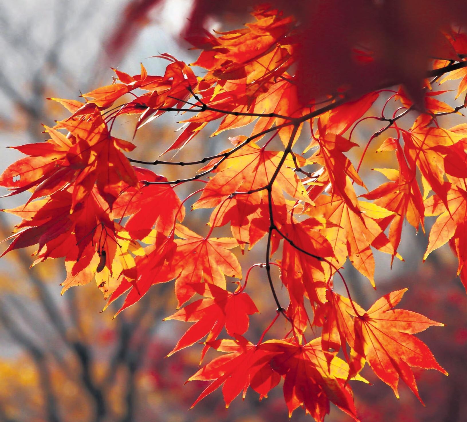 Dorset amp Hampshire Country Gardener October 2023 By Country Gardener Issuu