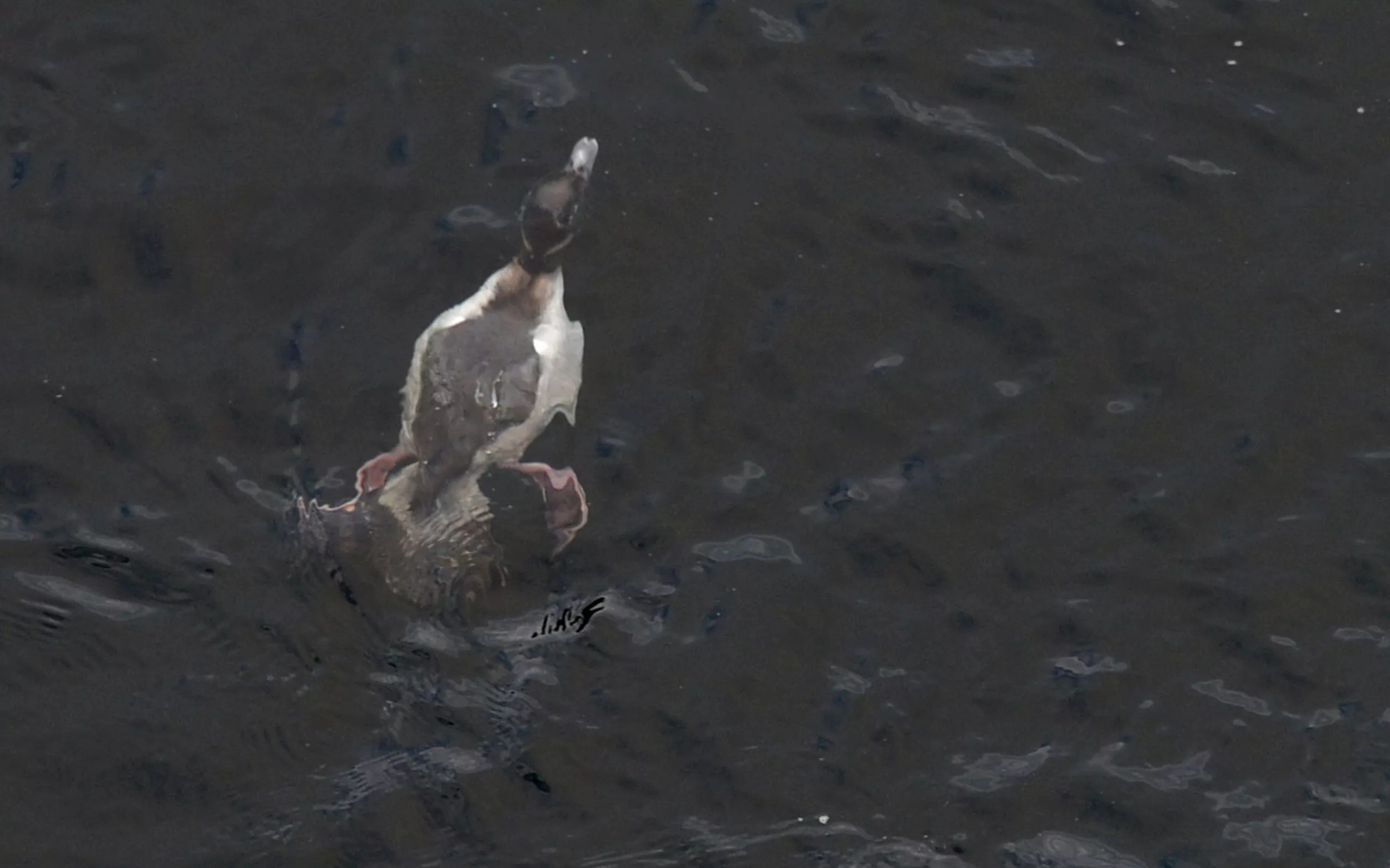 Duck In Peter And The Wolf Crossword Clue Duck In Peter And The Wolf Crossword Clue