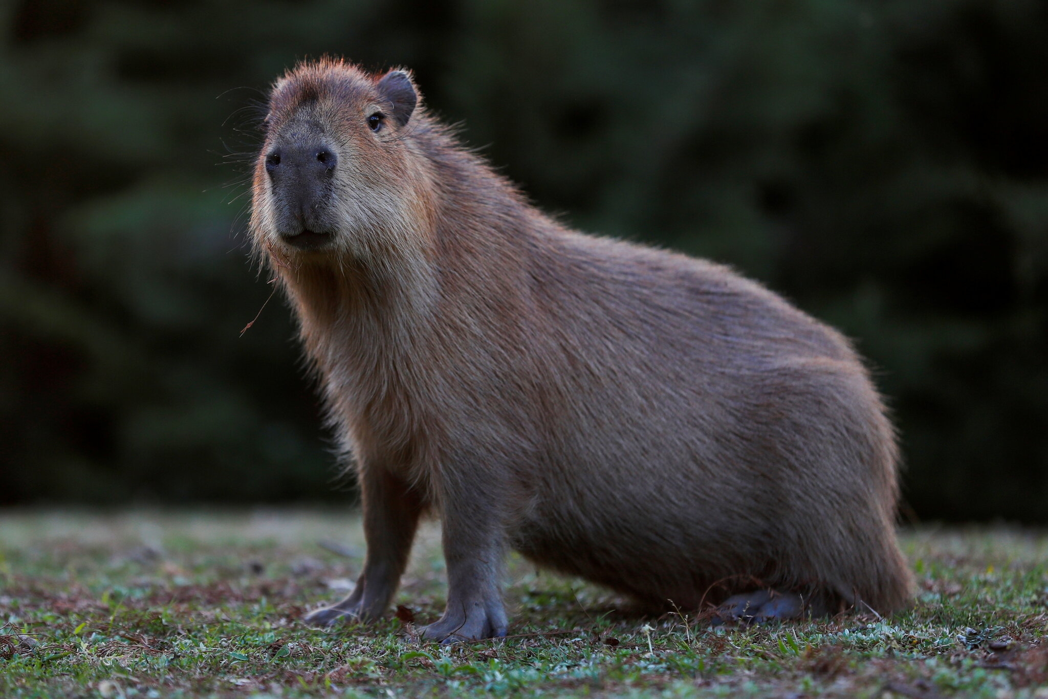 Earth s Largest Rodents Were Smaller Than We Once Thought The New York Times Earth s Largest Rodents Were Smaller Than We Once Thought The New York Times