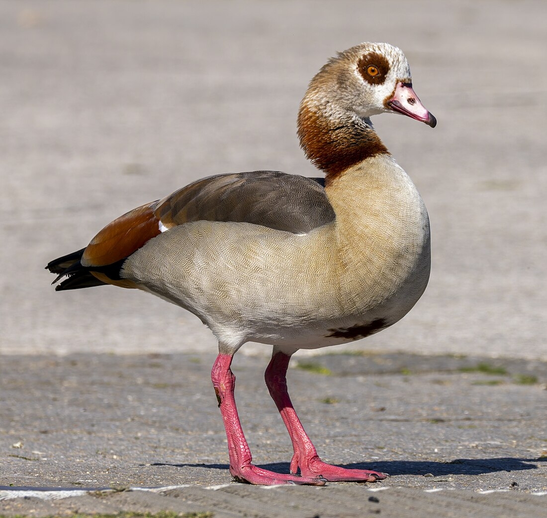 genus of geese crossword genus of geese crossword