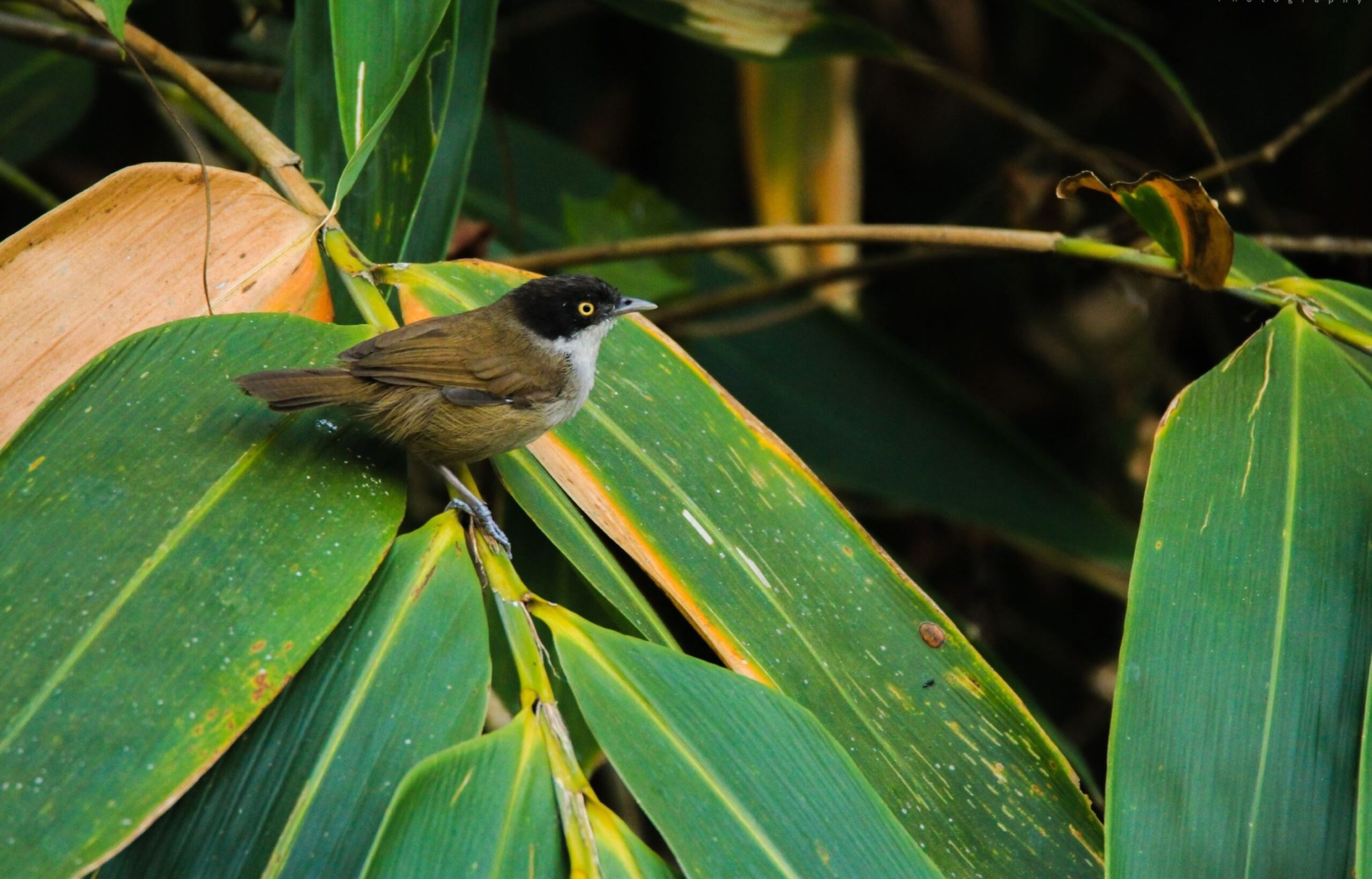 Endemic Bird Day 2019 Crossword Puzzle Bird Count India Endemic Bird Day 2019 Crossword Puzzle Bird Count India