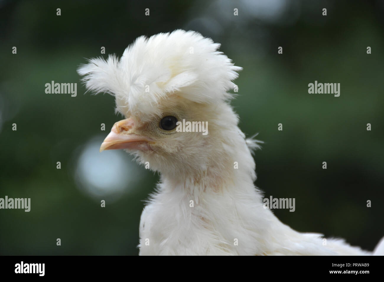 Fluffy Head Chicken Hi res Stock Photography And Images Alamy Fluffy Head Chicken Hi res Stock Photography And Images Alamy