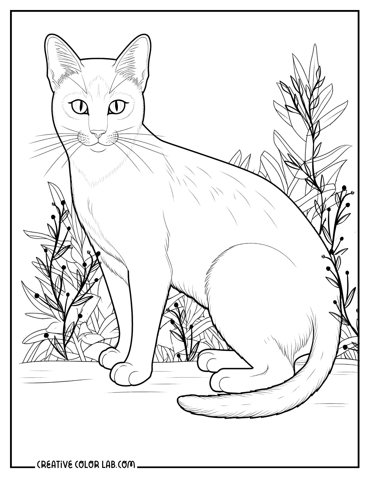 free printable cat coloring pages free printable cat coloring pages
