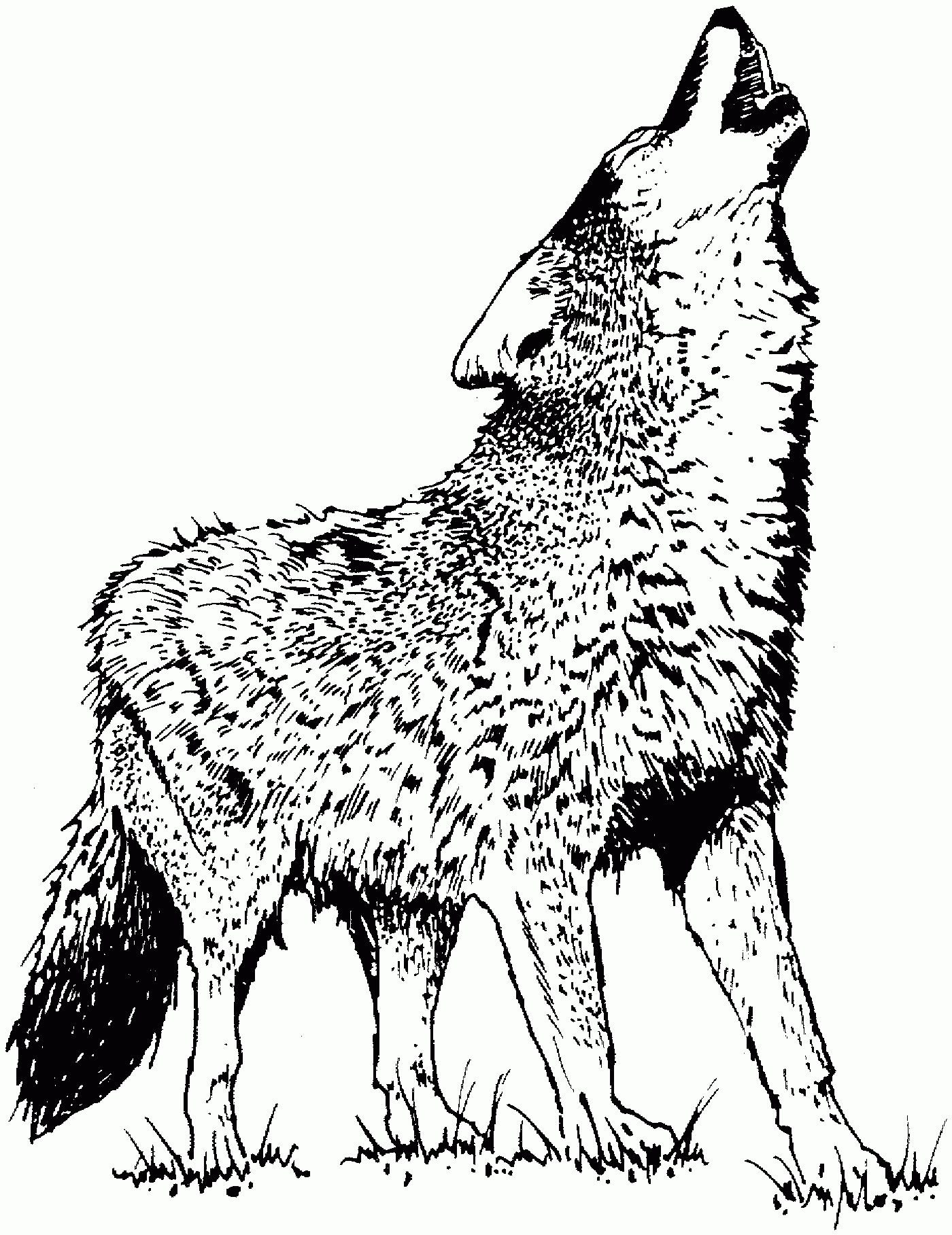 Free Wolf Coloring Pages Free Wolf Coloring Pages