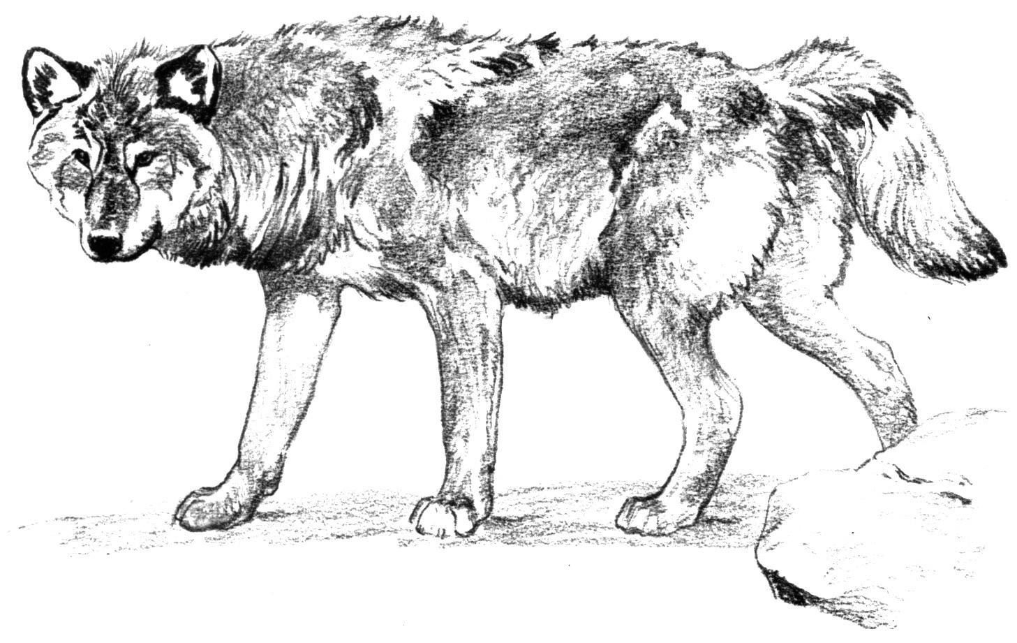 Free Wolf Coloring Pages Free Wolf Coloring Pages
