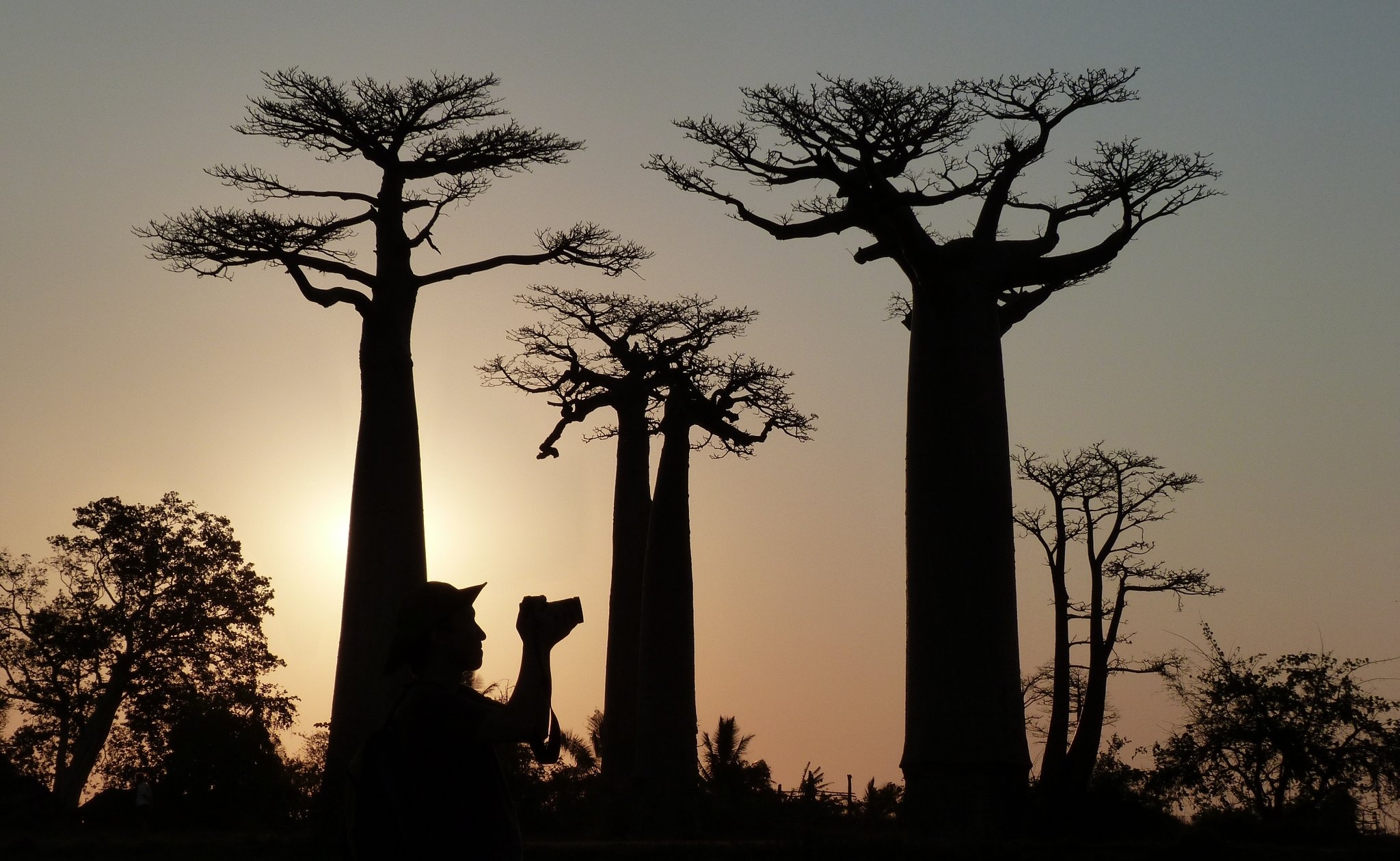 madagascar tree crossword clue madagascar tree crossword clue