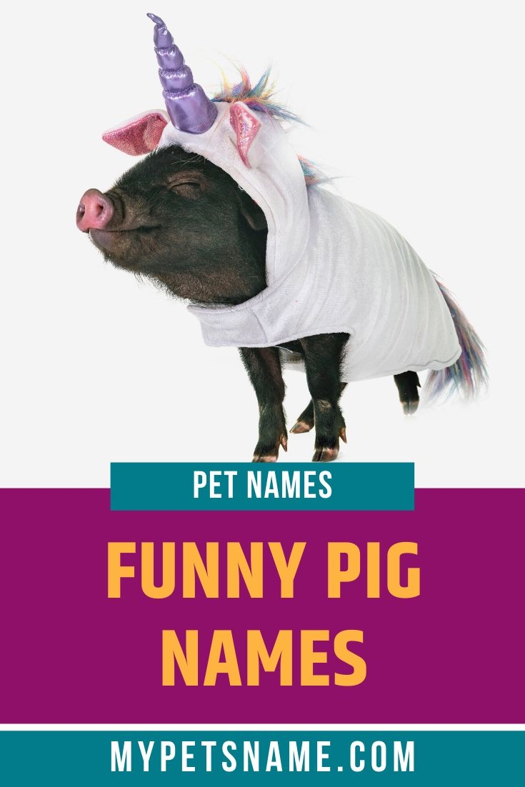 funny names for pet pigs funny names for pet pigs