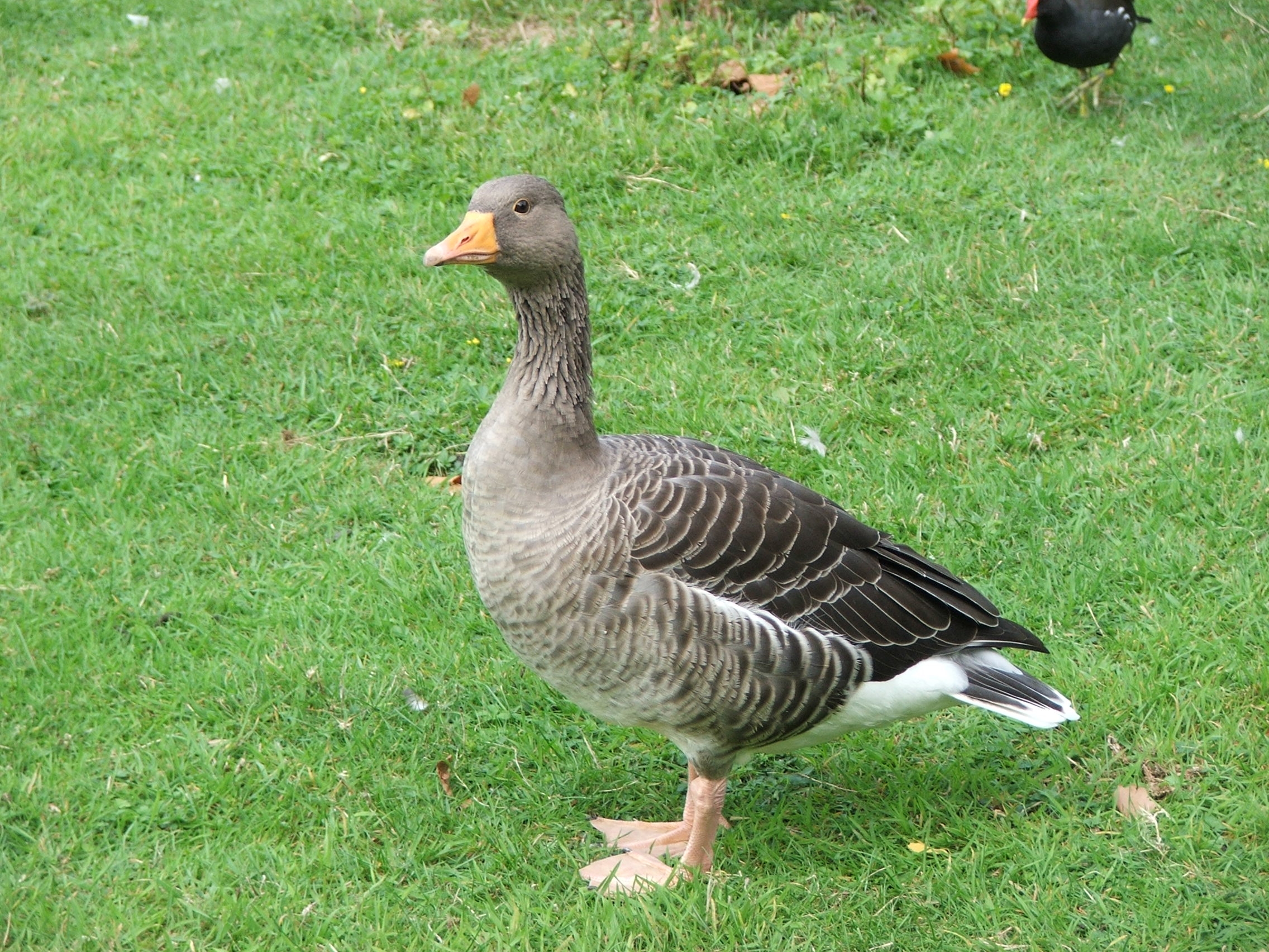 Goose Wikipedia Goose Wikipedia
