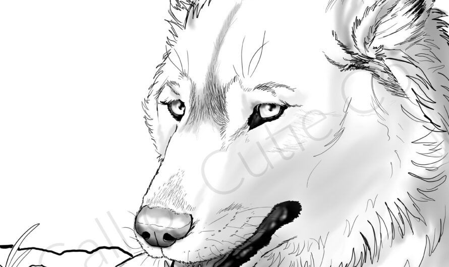 Gray Wolf Coloring Pages
