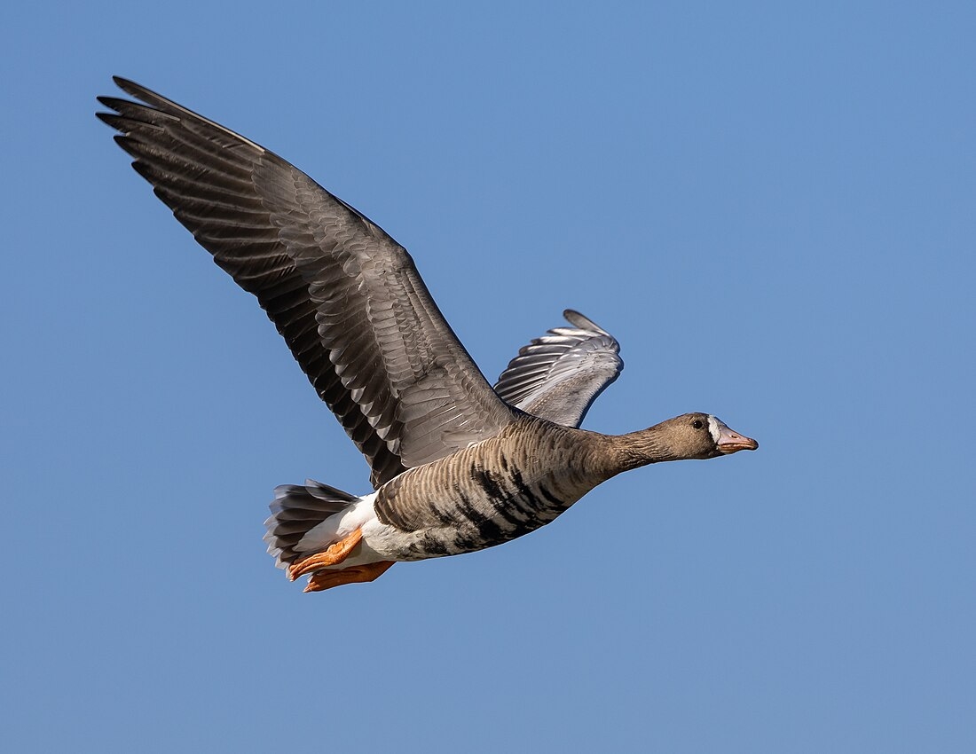 Greater White fronted Goose Wikiwand Greater White fronted Goose Wikiwand