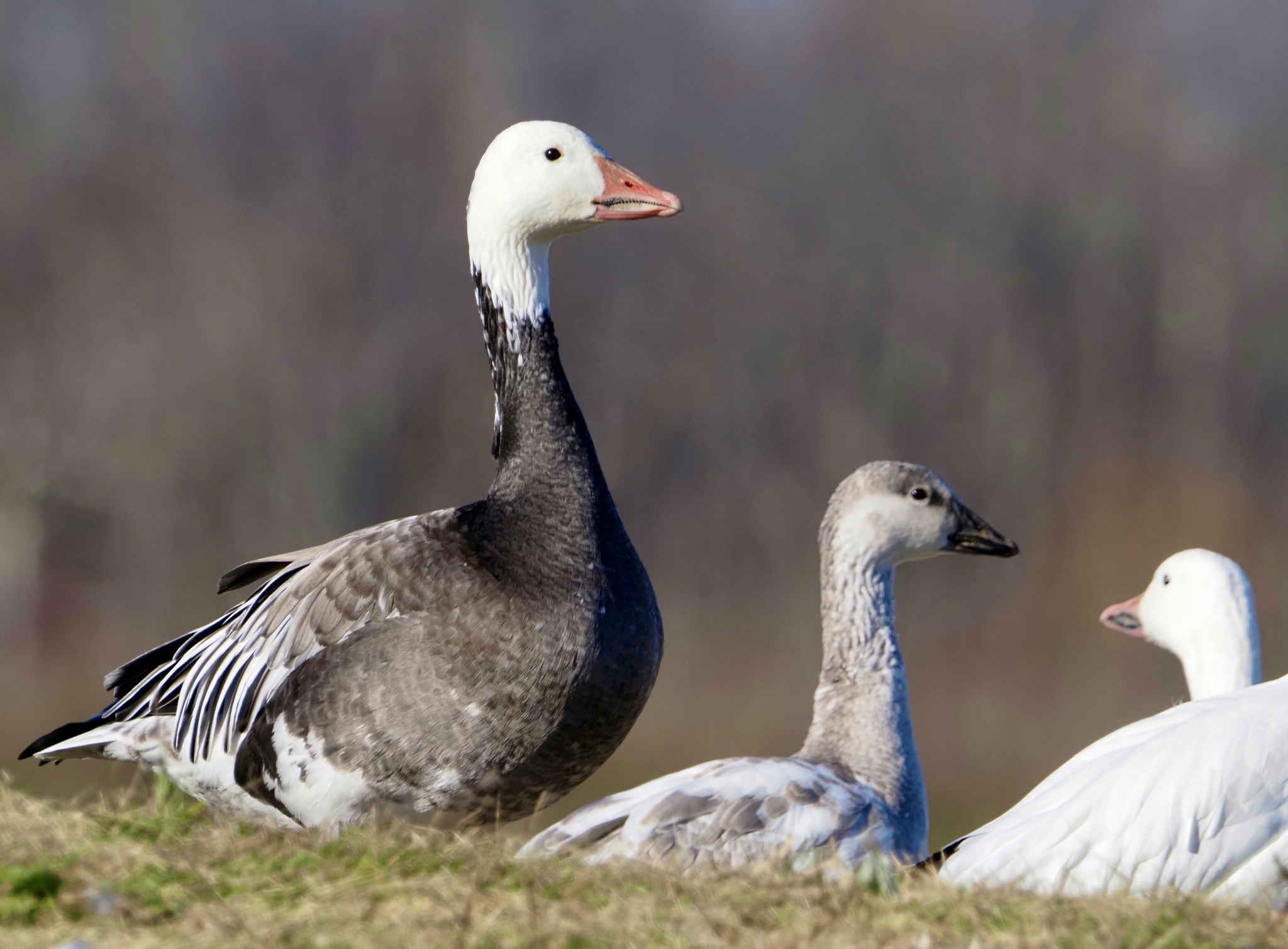 Grey Geese Genus Anser INaturalist Grey Geese Genus Anser INaturalist