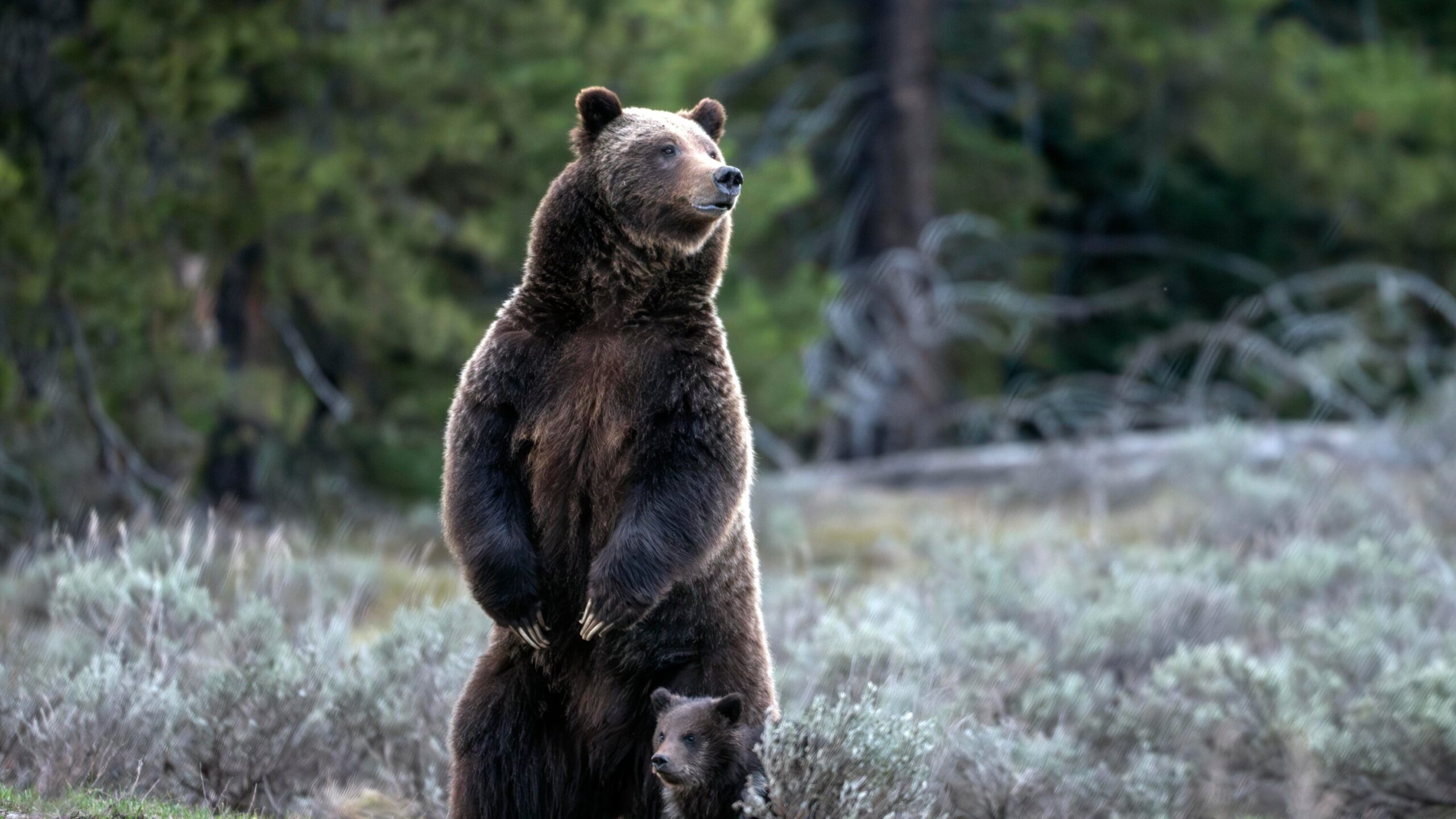 Grizzly Bear 399 Is Killed By Driver In Wyoming The New York Times Grizzly Bear 399 Is Killed By Driver In Wyoming The New York Times