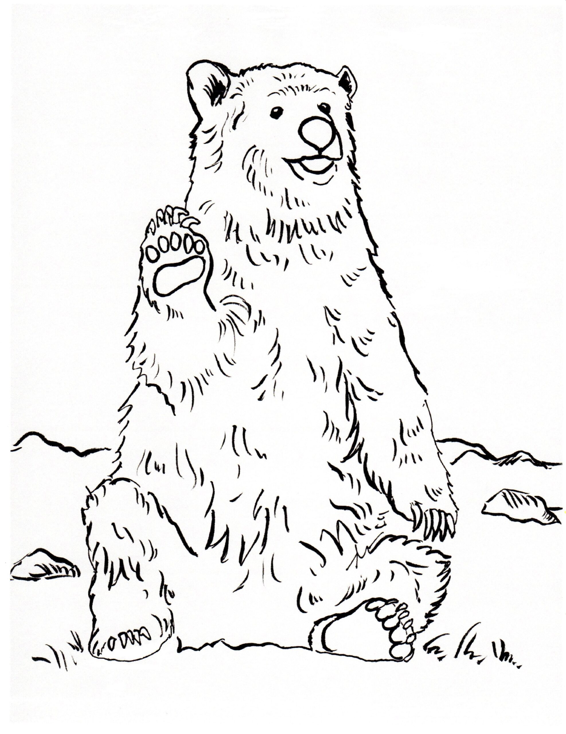 Grizzly Bear Coloring Page 3 Art Starts