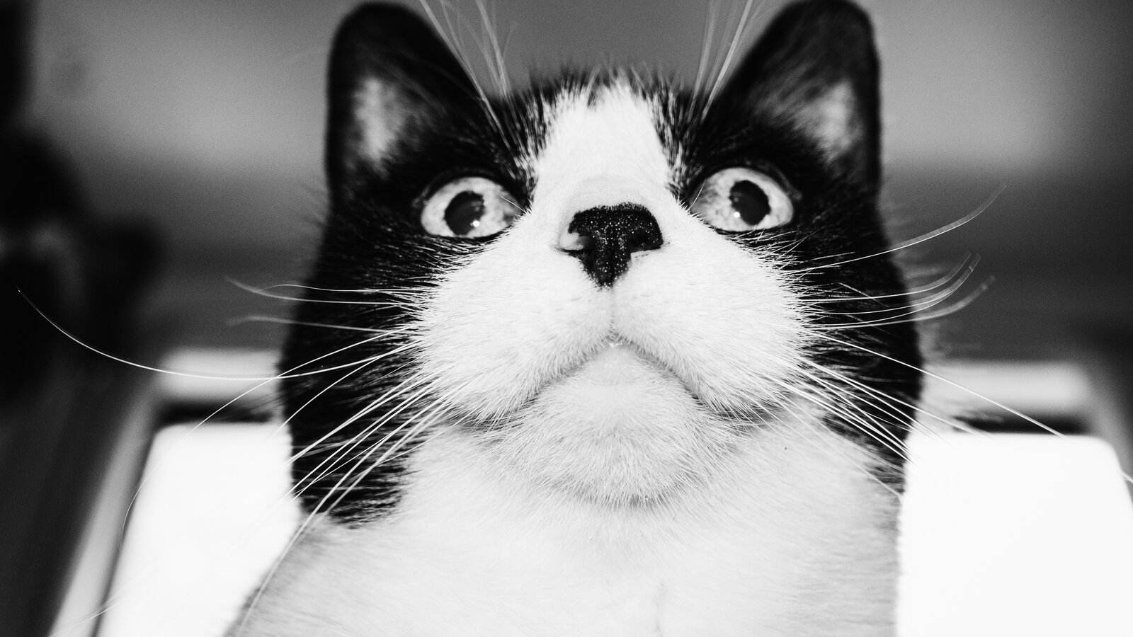 Head Honcho The New York Times Head Honcho The New York Times