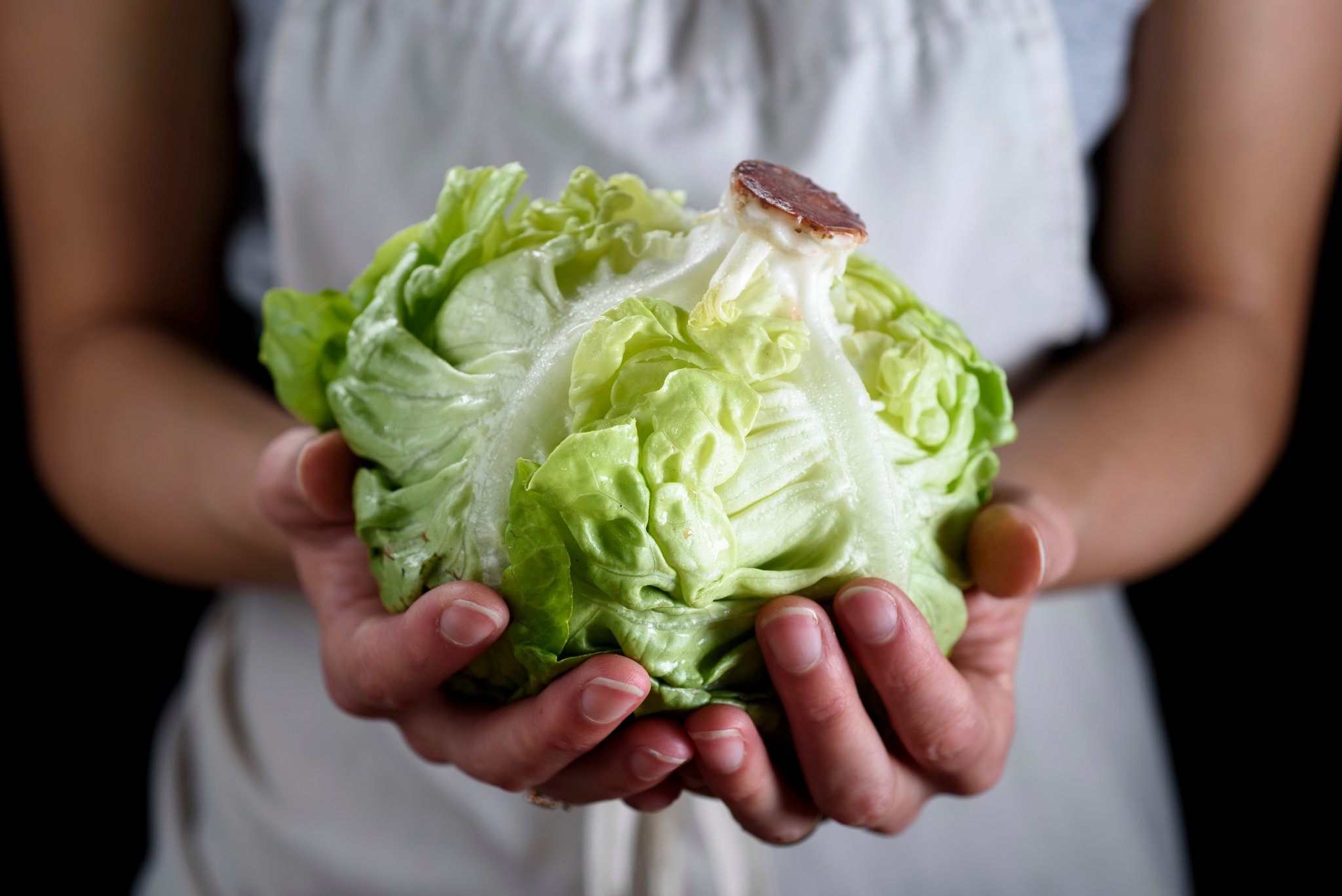 Head Of Lettuce The New York Times Head Of Lettuce The New York Times