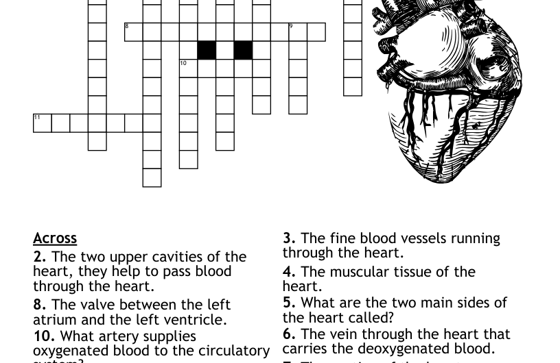 Heart Chambers Crossword