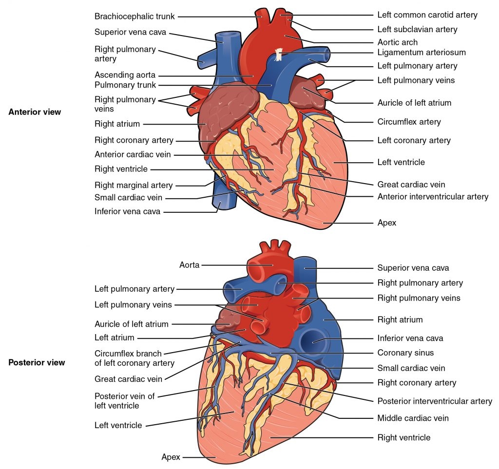 heart chambers crossword heart chambers crossword