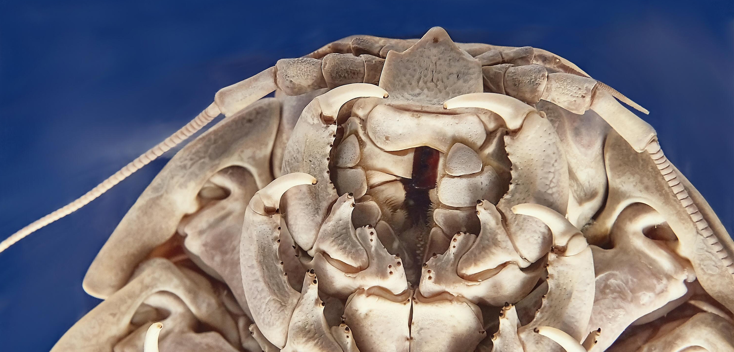 massive predators crossword clue massive predators crossword clue