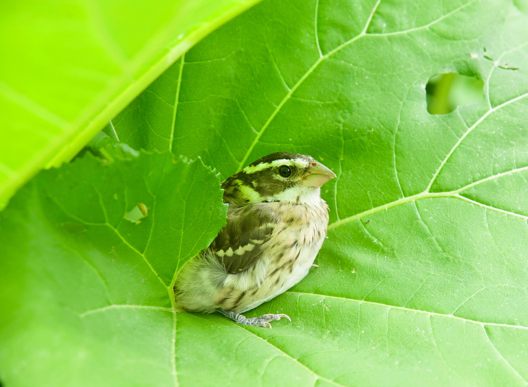 How To Attract Birds To Your Garden The New York Times How To Attract Birds To Your Garden The New York Times