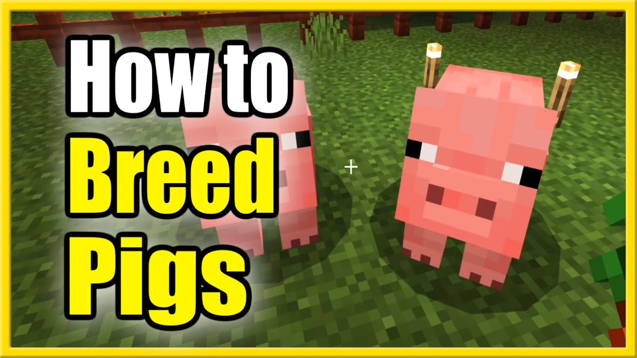 How To BREED Pigs In Minecraft Feed Them Easy Method YouTube How To BREED Pigs In Minecraft Feed Them Easy Method YouTube