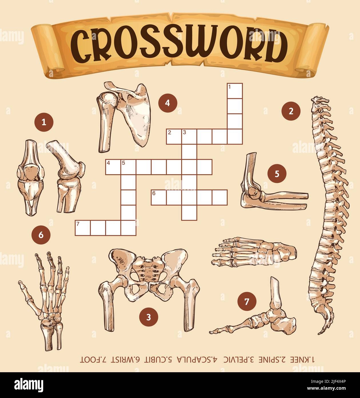 Human Bones Crossword Grid Worksheet Or Find Word Quiz Vector Puzzle Game Crossword Grid To Guess Words Of Human Body Anatomy Bones Of Wrist Knee Or Root And Pelvic Scapula And Cubit Human Bones Crossword Grid Worksheet Or Find Word Quiz Vector Puzzle Game Crossword Grid To Guess Words Of Human Body Anatomy Bones Of Wrist Knee Or Root And Pelvic Scapula And Cubit