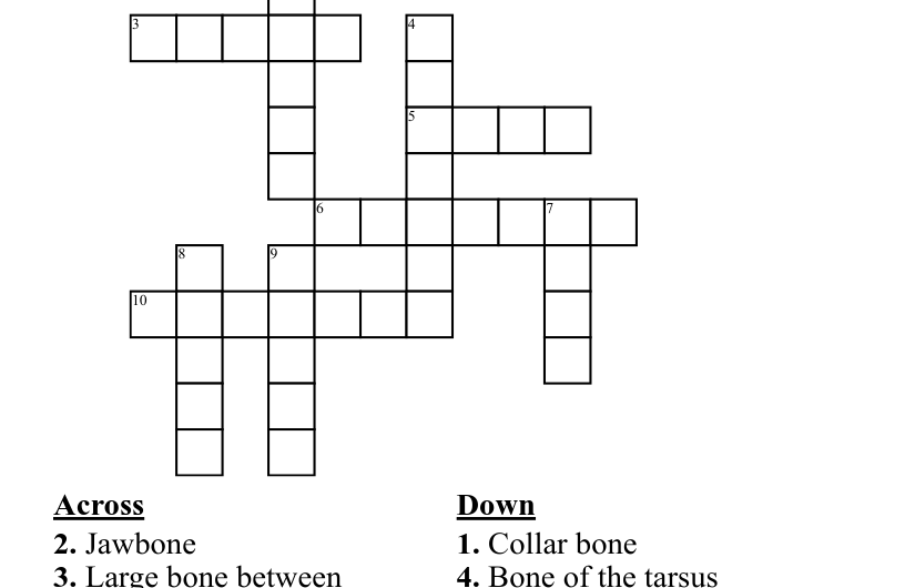 Pelvis Bones Crossword