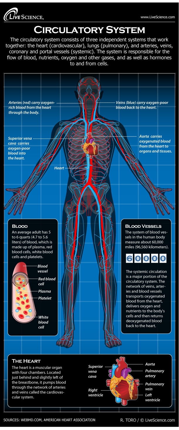Human Circulatory System Diagram How It Works Live Science Human Circulatory System Diagram How It Works Live Science