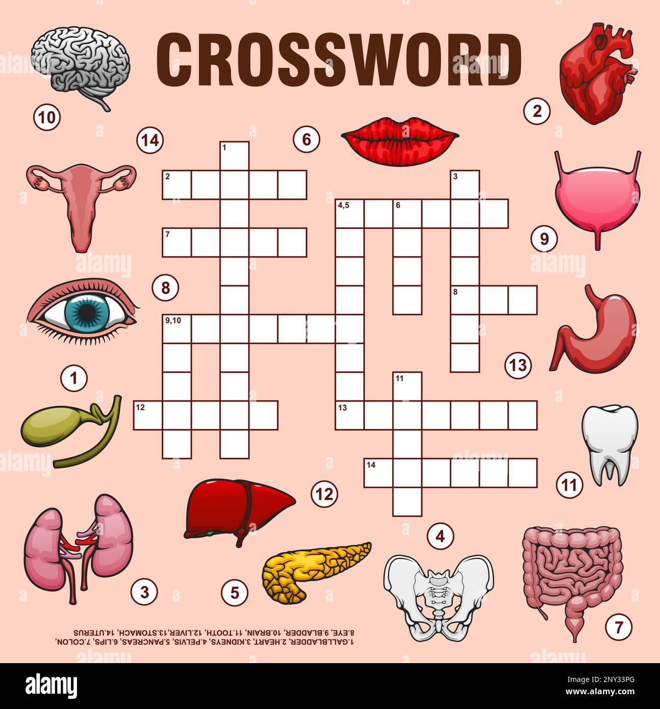 Human Organs Crossword Grid Or Find Word Quiz Game Vector Worksheet Medical Crossword To Guess Words Of Body Anatomy Organs Parts And Bones Heart And Lungs Eye And Lips Spine And Tooth Human Organs Crossword Grid Or Find Word Quiz Game Vector Worksheet Medical Crossword To Guess Words Of Body Anatomy Organs Parts And Bones Heart And Lungs Eye And Lips Spine And Tooth