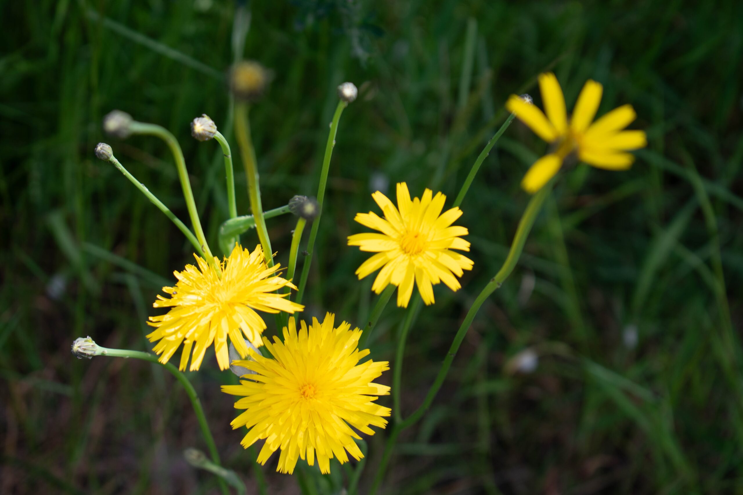 Hypochaeris Radicata Wikipedia Hypochaeris Radicata Wikipedia
