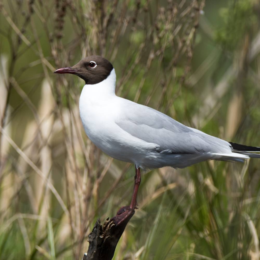 Identify The Top Seaside Birds Coastal Guide