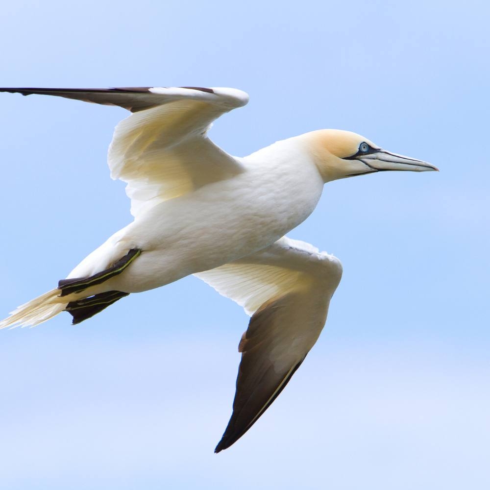 Identify The Top Seaside Birds Coastal Guide