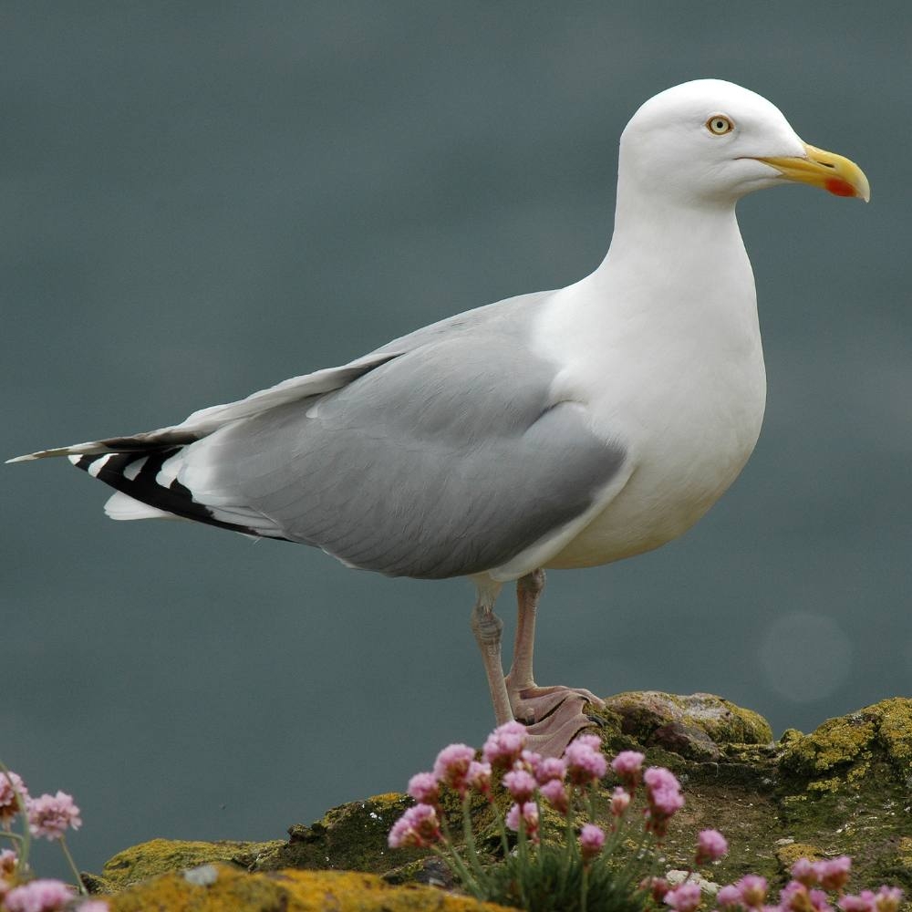 Identify The Top Seaside Birds Coastal Guide