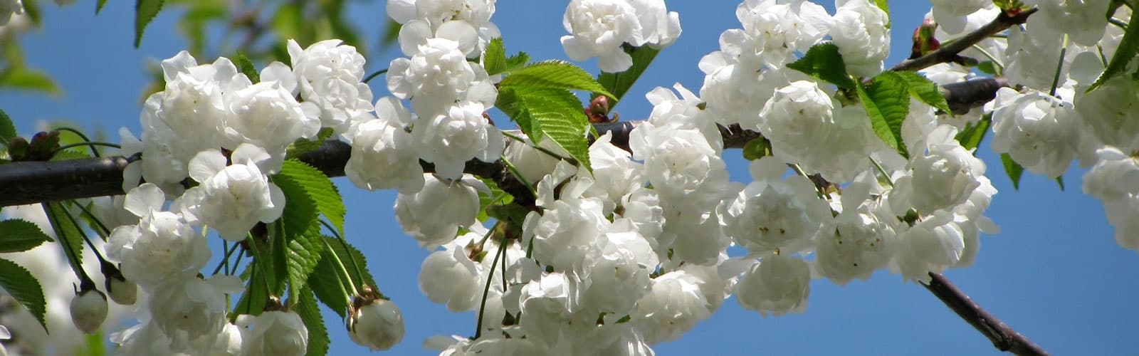 In Memoriam Lancaster University In Memoriam Lancaster University