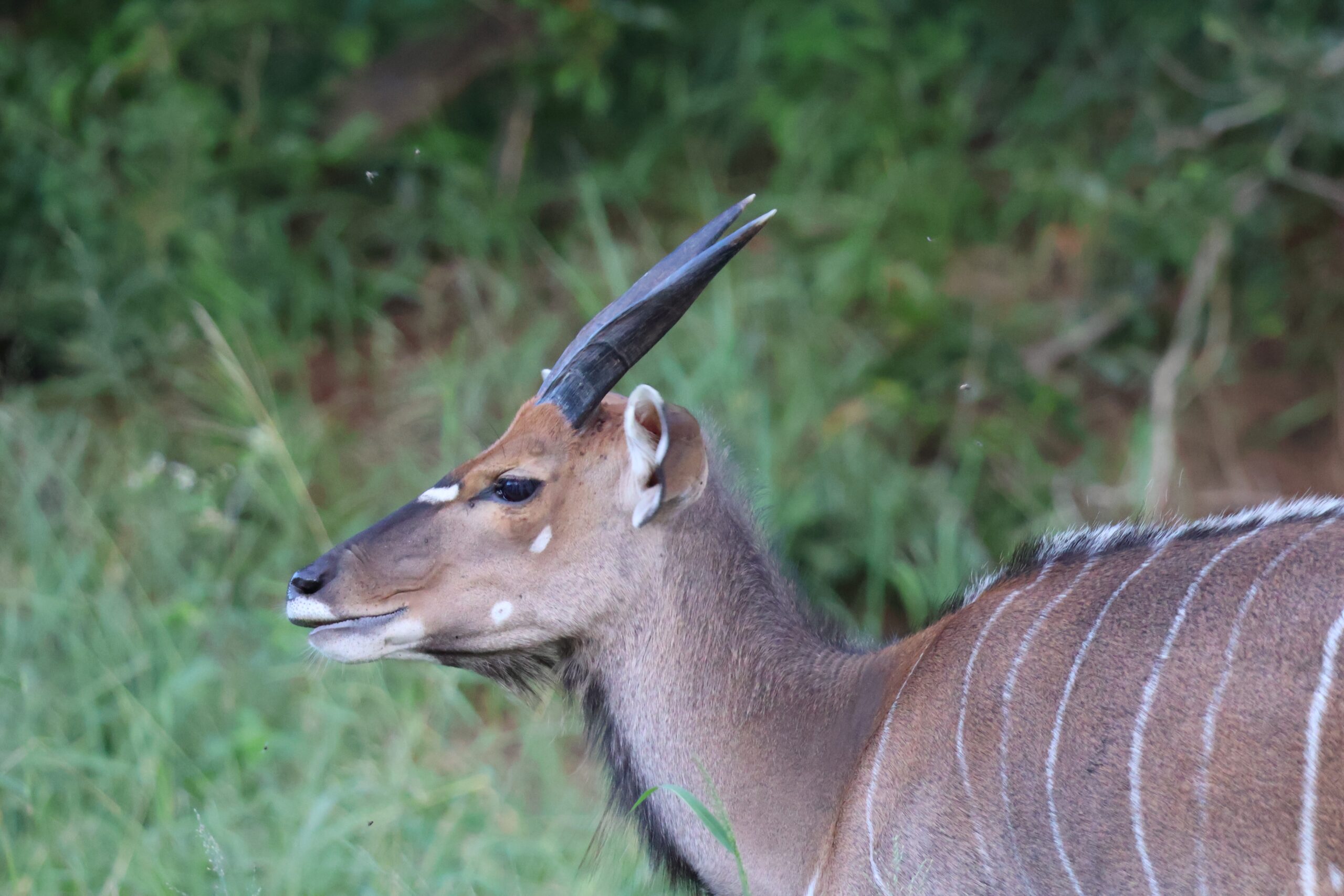 male deer crossword clue male deer crossword clue