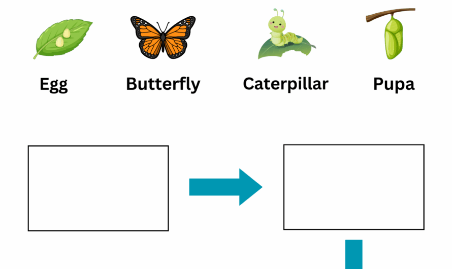 Animal Life Cycle Worksheets