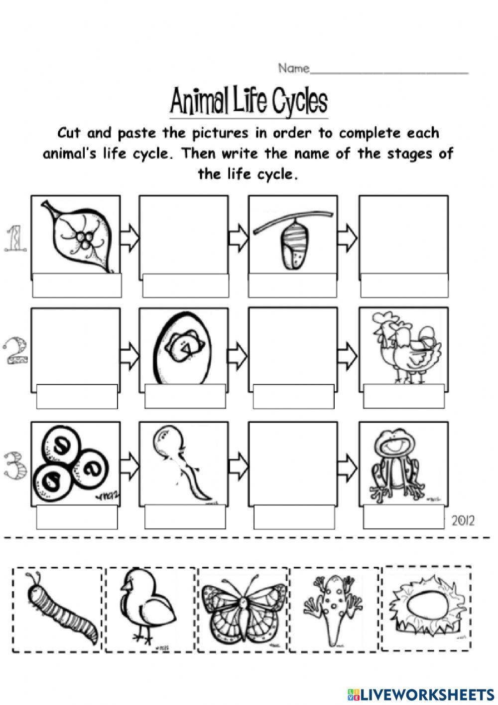Life Cycle Of Animals Worksheet For 2 Live Worksheets Worksheets Library Life Cycle Of Animals Worksheet For 2 Live Worksheets Worksheets Library