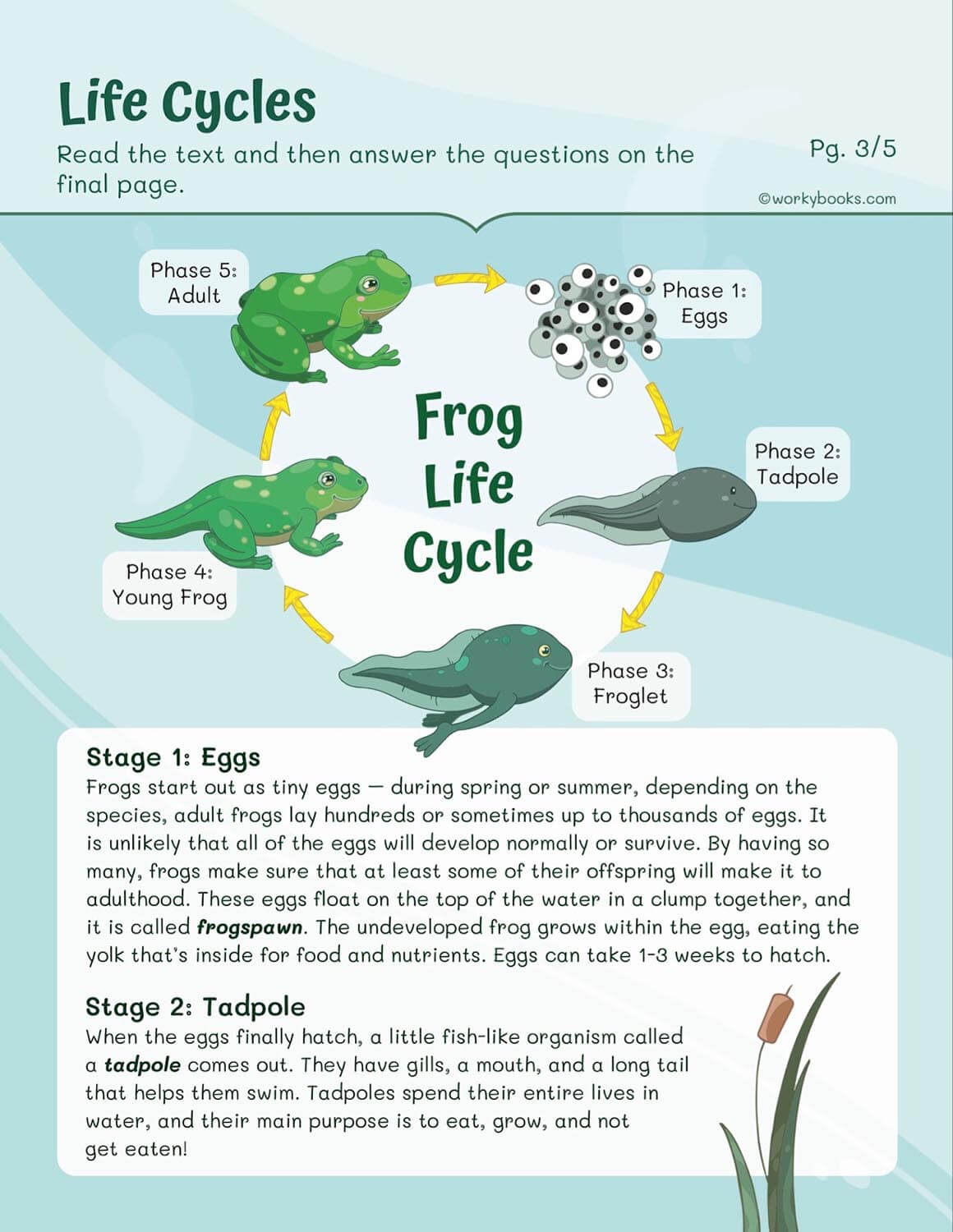 Life Cycles Worksheets Workybooks Life Cycles Worksheets Workybooks