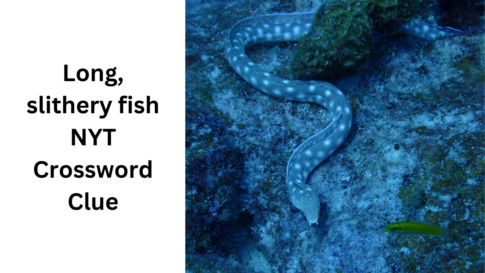 Long Slithery Fish NYT Crossword Clue September 28 2024 Long Slithery Fish NYT Crossword Clue September 28 2024