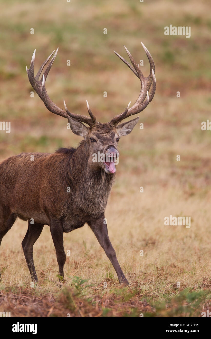 Male Red Deer Crossword Male Red Deer Crossword