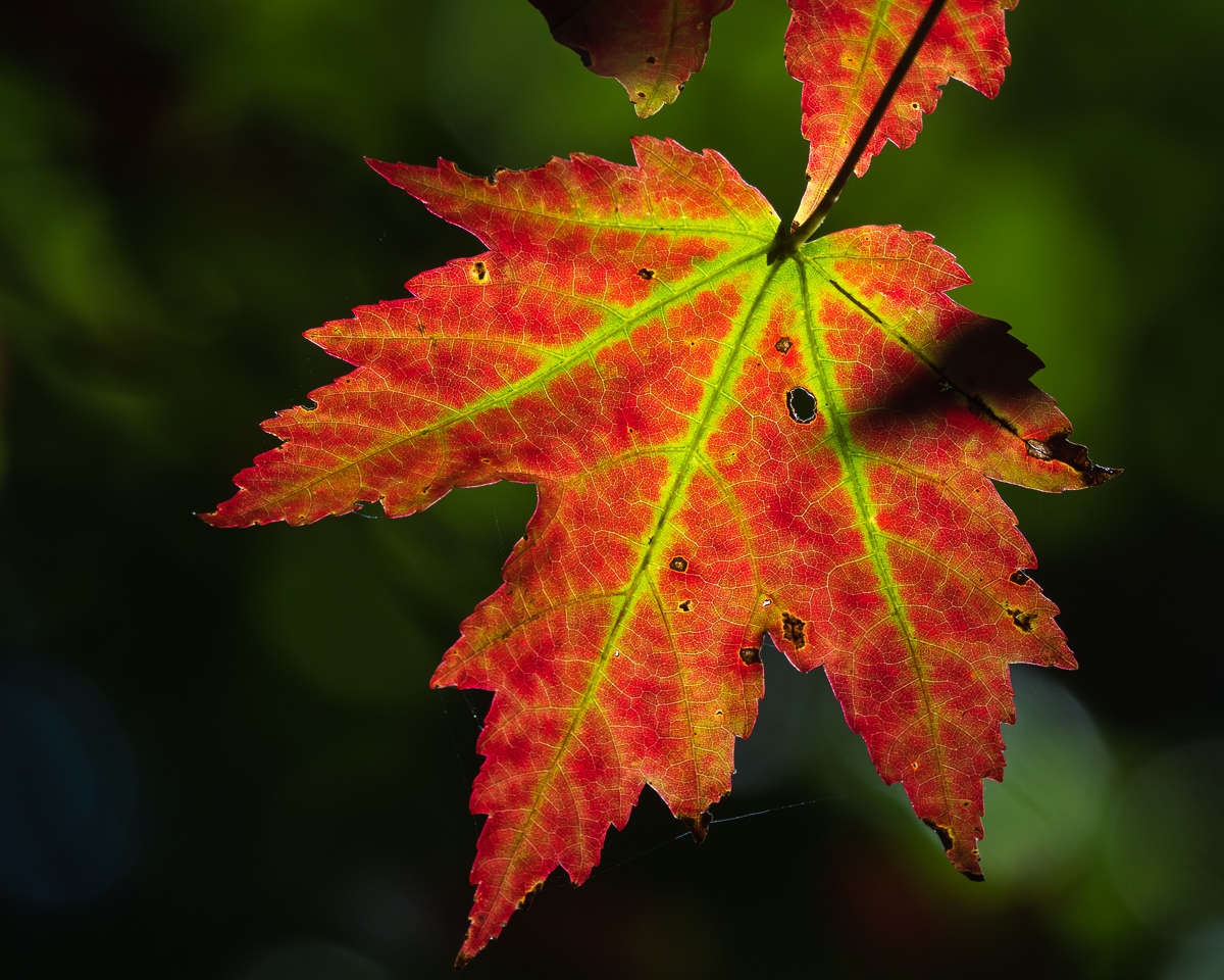 Maples Genus Acer INaturalist