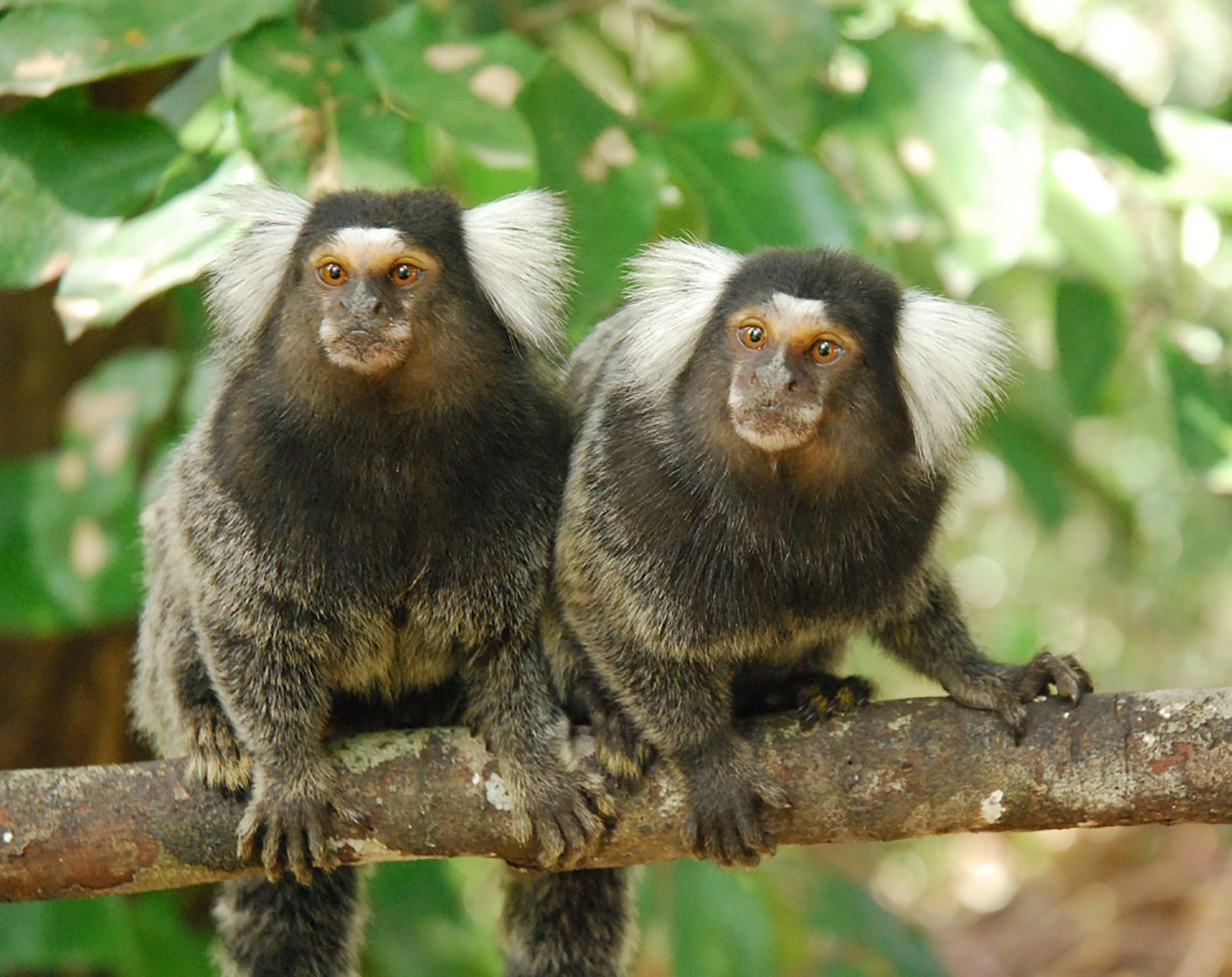 Marmosets Find Videos Educational If Not Viral The New York Times Marmosets Find Videos Educational If Not Viral The New York Times