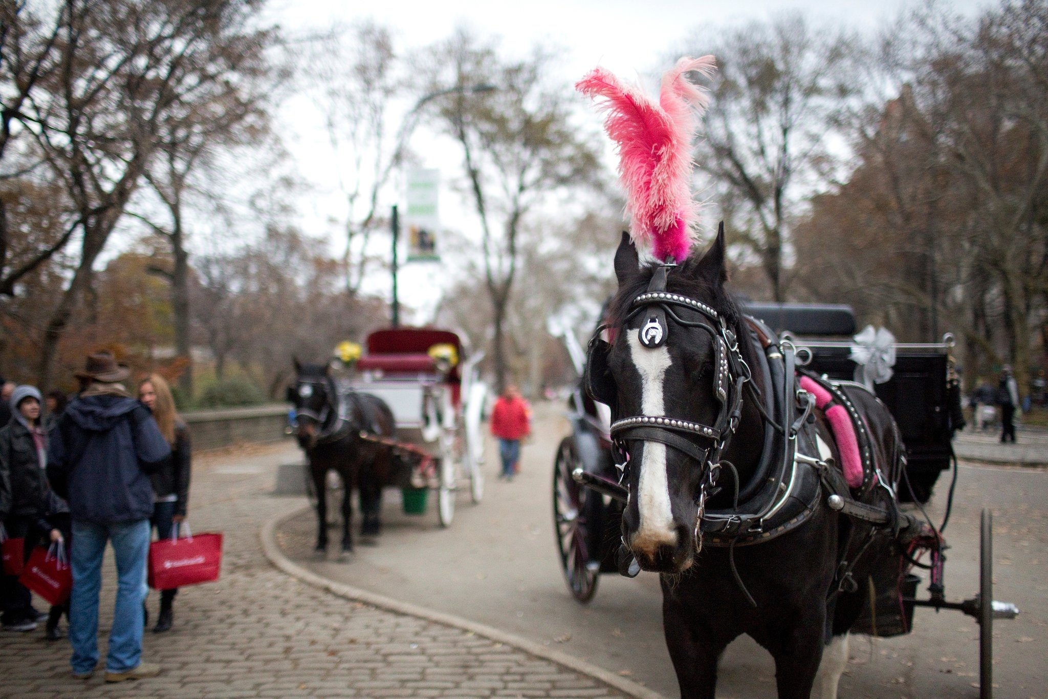 Mayor De Blasio Unveiling Bill To Ban Horse Drawn Carriages The New York Times Mayor De Blasio Unveiling Bill To Ban Horse Drawn Carriages The New York Times