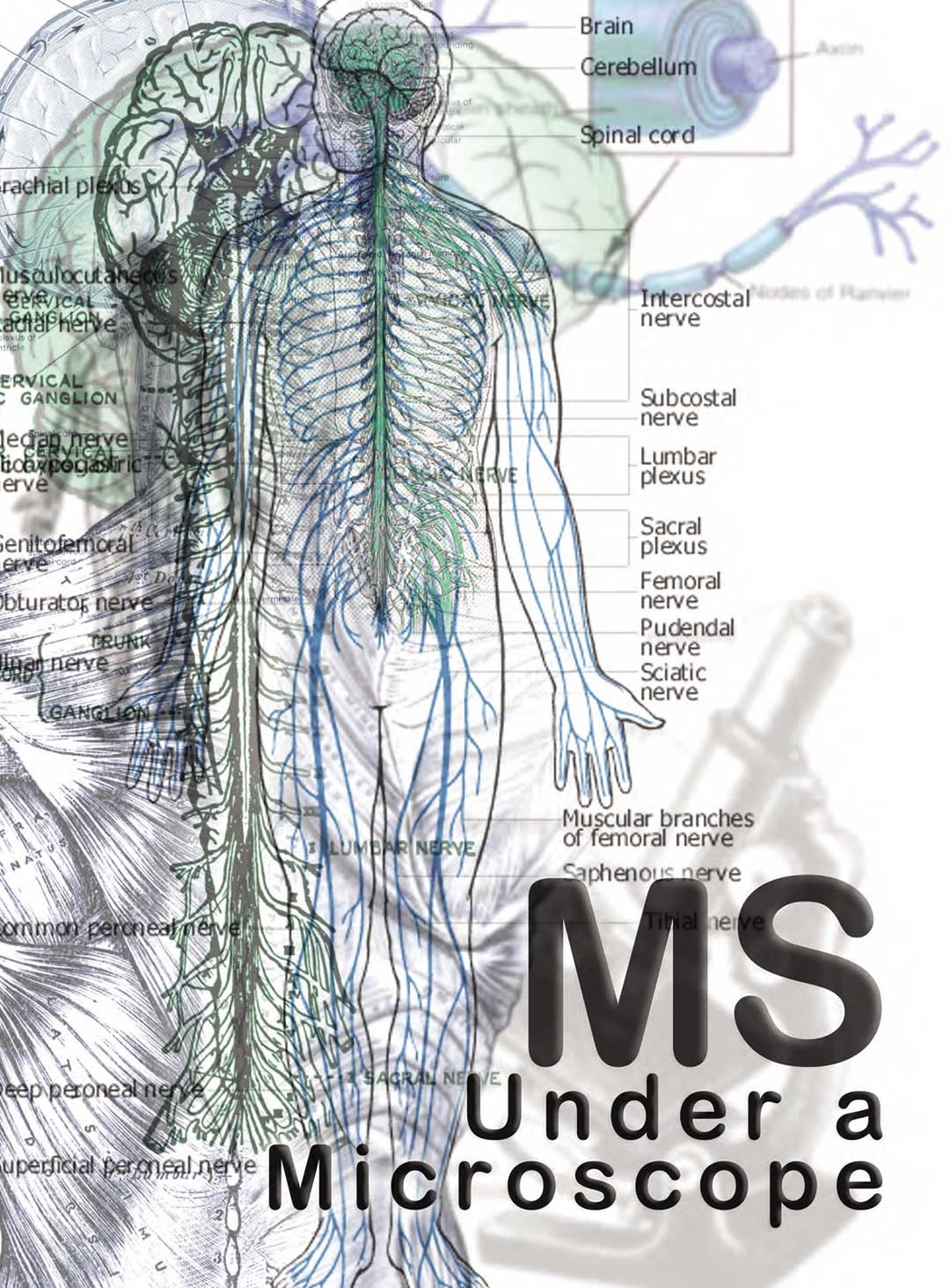 nerve network crossword clue nerve network crossword clue