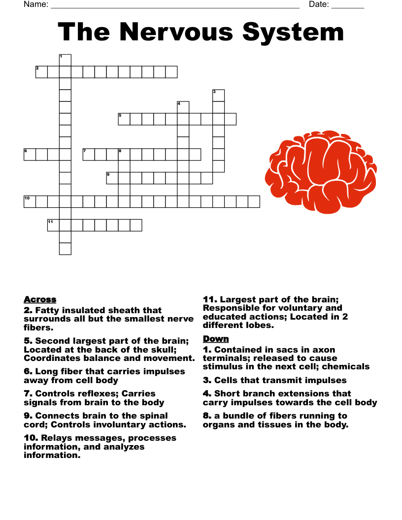 Neuro Crossword Puzzle WordMint Neuro Crossword Puzzle WordMint