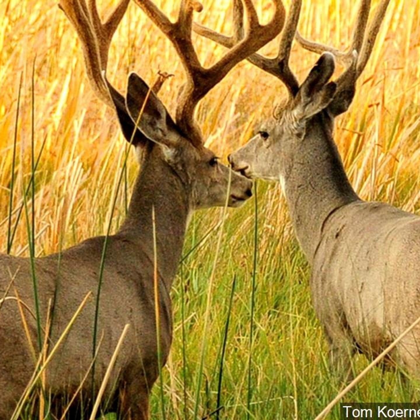 New Study Finds Hunting Male Deer Can Help Control Spread Of Chronic Wasting Disease New Study Finds Hunting Male Deer Can Help Control Spread Of Chronic Wasting Disease