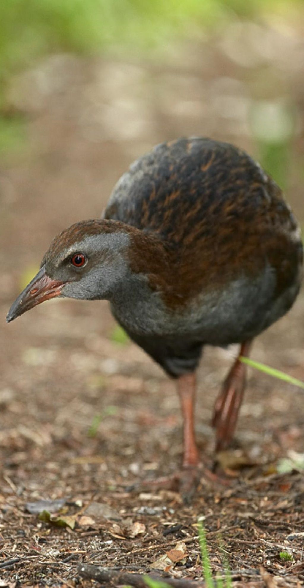 flightless bird crossword clue flightless bird crossword clue
