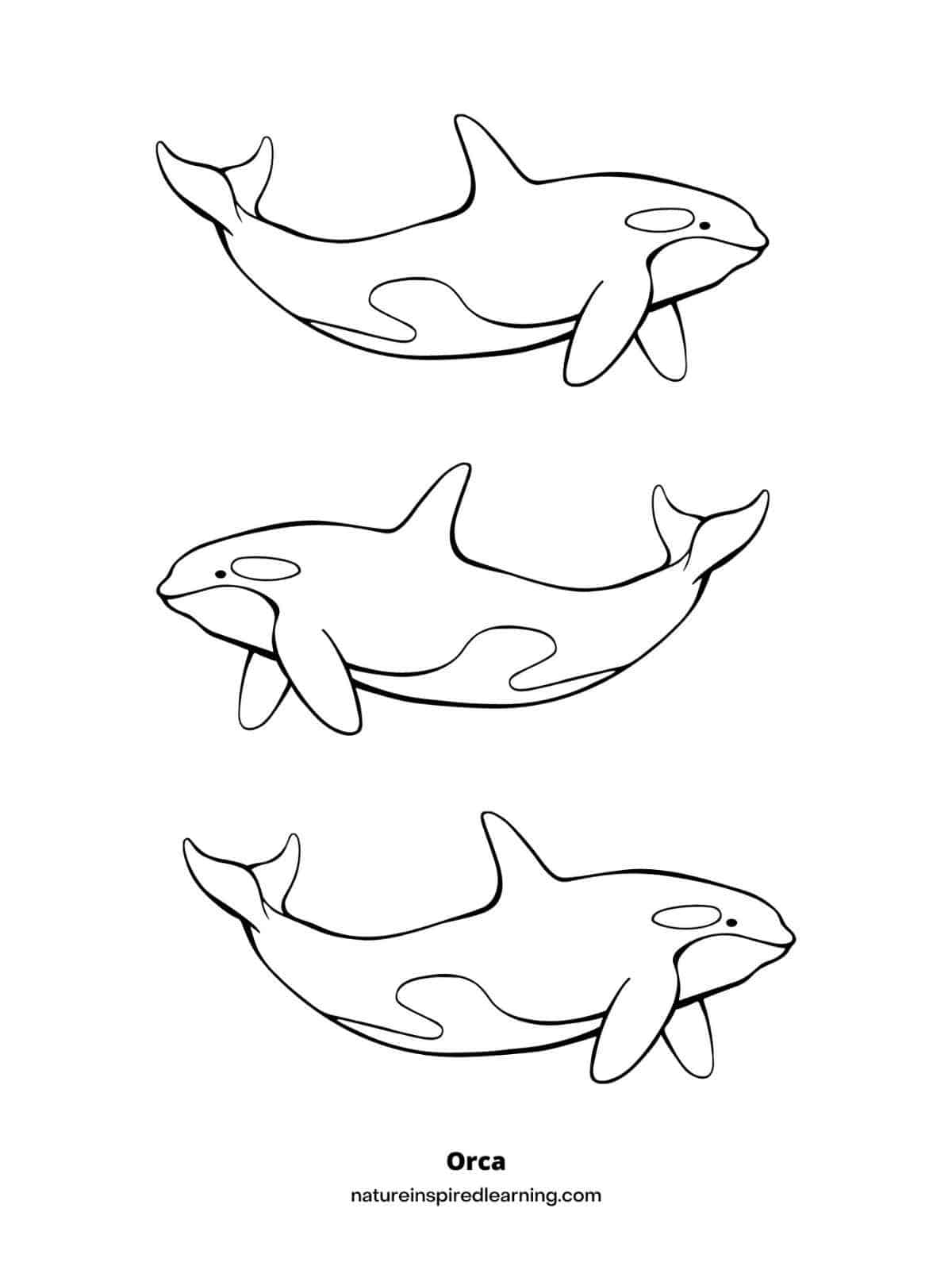 Orca Coloring Pages For Kids Nature Inspired Learning Orca Coloring Pages For Kids Nature Inspired Learning