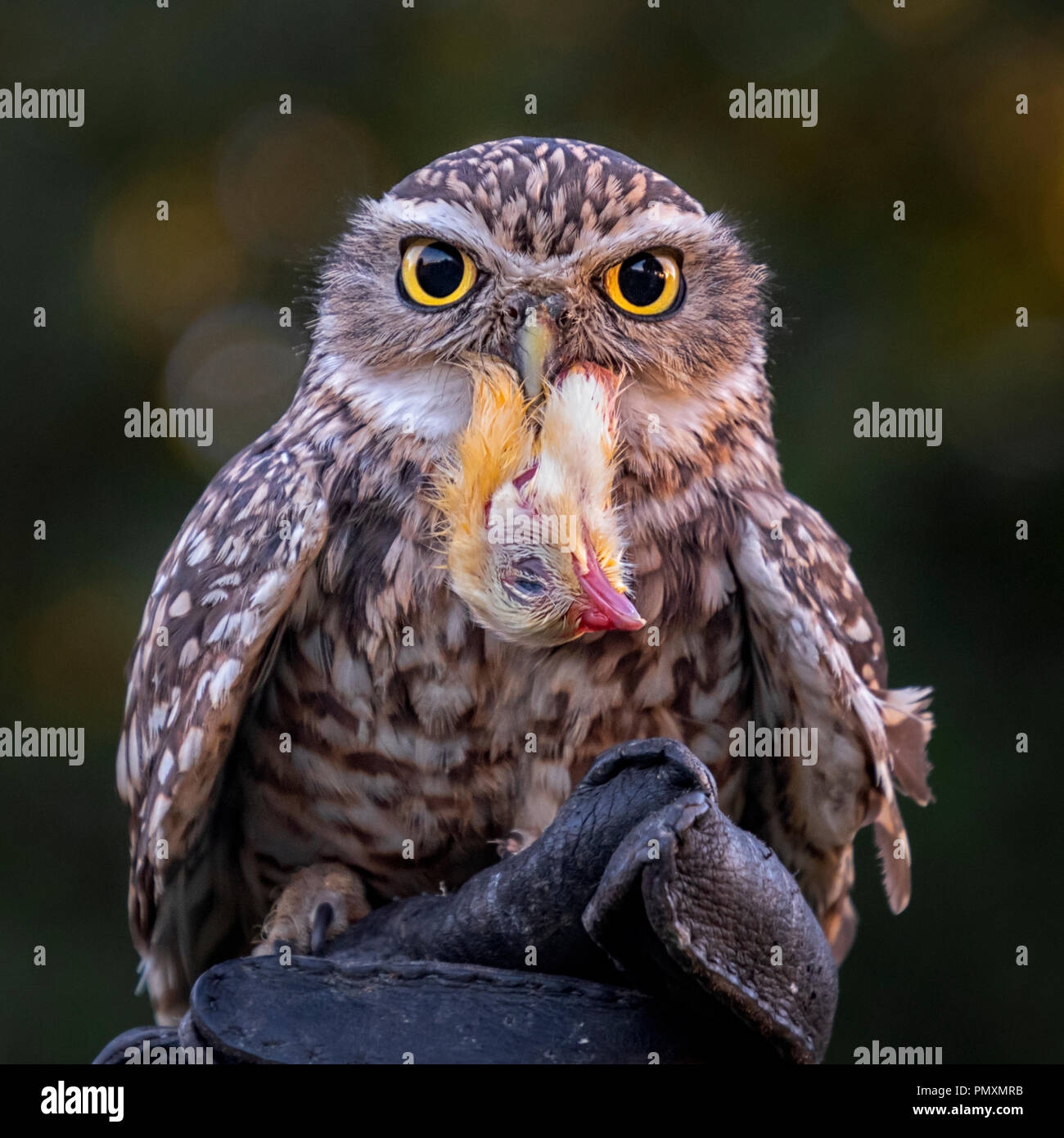 Owl Eating Chicken Hi res Stock Photography And Images Alamy Owl Eating Chicken Hi res Stock Photography And Images Alamy